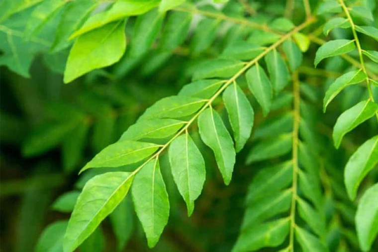 కరివేపాకుతో ఎన్నో ప్రయోజనాలు 

