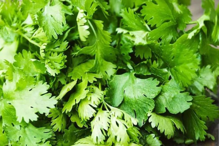 కొత్తిమీరతో ఎన్నో ఆరోగ్య ప్రయోజనాలు 

