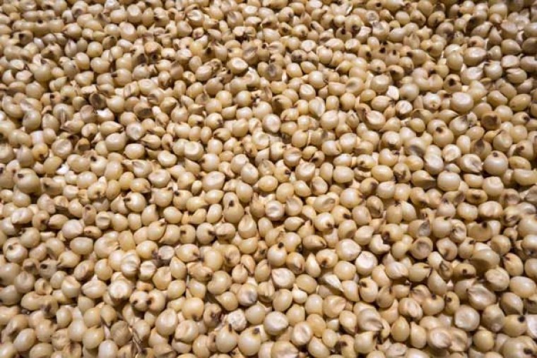 జొన్నలతో కలిగే ఆరోగ్య ప్రయోజనాలు 

