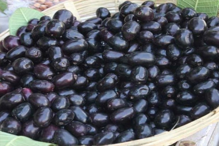 నేరేడు పండ్లతో కలిగే ప్రయోజనాలు 

