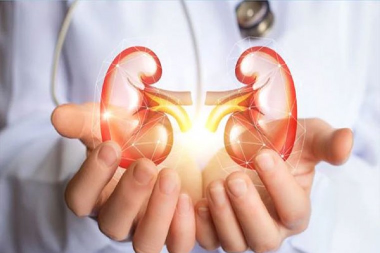 కిడ్నీలు ఆరోగ్యంగా ఉండాలంటే... ఇలా  చేయండి 

