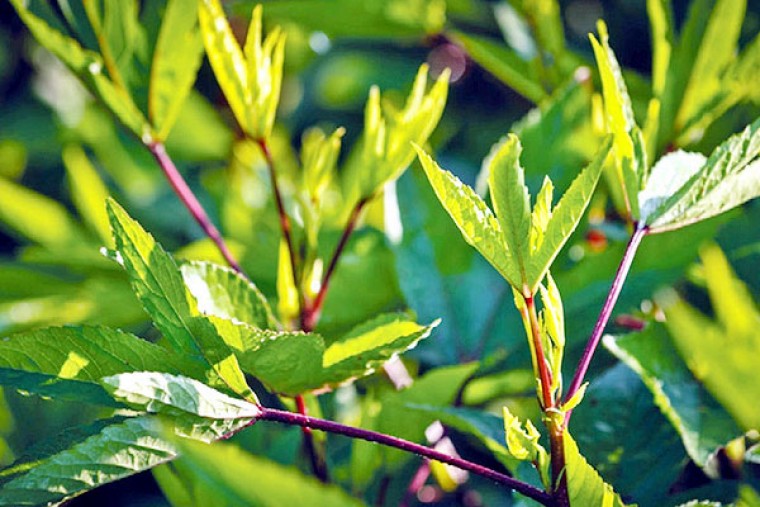 గోంగూరతో ఎన్నో ఆరోగ్యప్రయోజనాలు 

