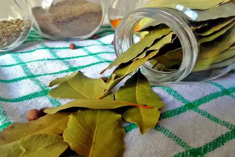 బిర్యానీ ఆకులుతో కలిగే ఆరోగ్య ప్రయోజనాలు 

