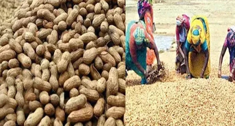 రికార్డు స్థాయికి చేరుకున్న వేరుశనగ ధర