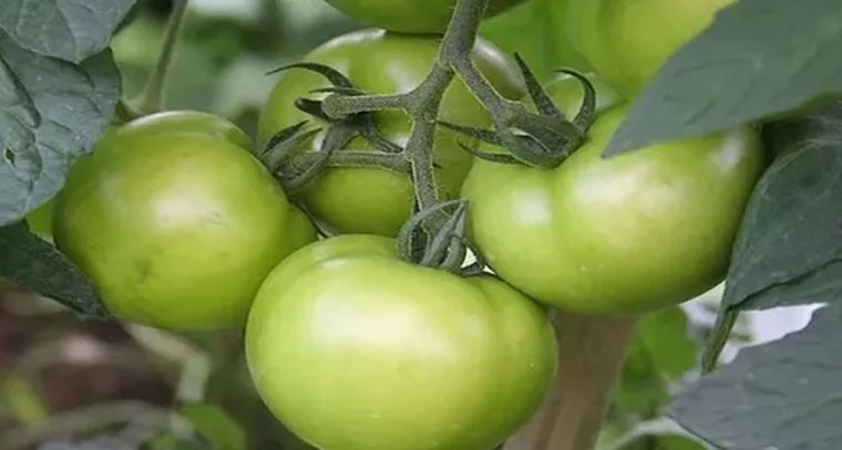 పచ్చి టమాటోలతో అద్భుత ప్రయోజనాలు