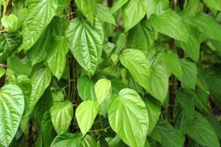 తమలపాకుల వల్ల కలిగే లాభాలు

