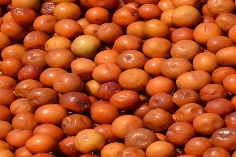 రేగుపండ్లతో ఎన్నో ఆరోగ్య ప్రయోజనాలు

