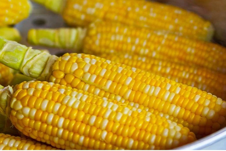 మొక్కజొన్న తినడం వల్ల ఆరోగ్యానికి ఎంతో మేలు 

