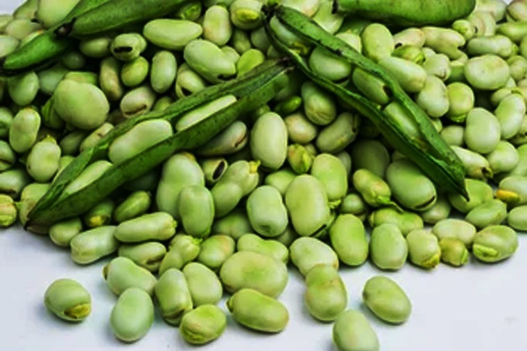 బీన్స్ తో కలిగే అనేక ప్రయోజనాలు 

