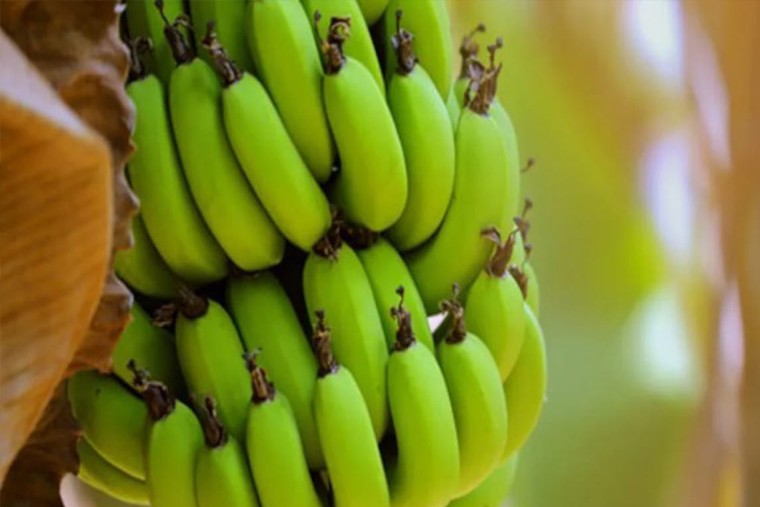  పచ్చి అరటికాయలు తింటే కలిగే ఆరోగ్య ప్రయోజనాలు

