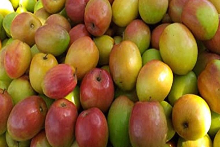 రేగుపండ్లతో అనేక ఆరోగ్య లాభాలు 

