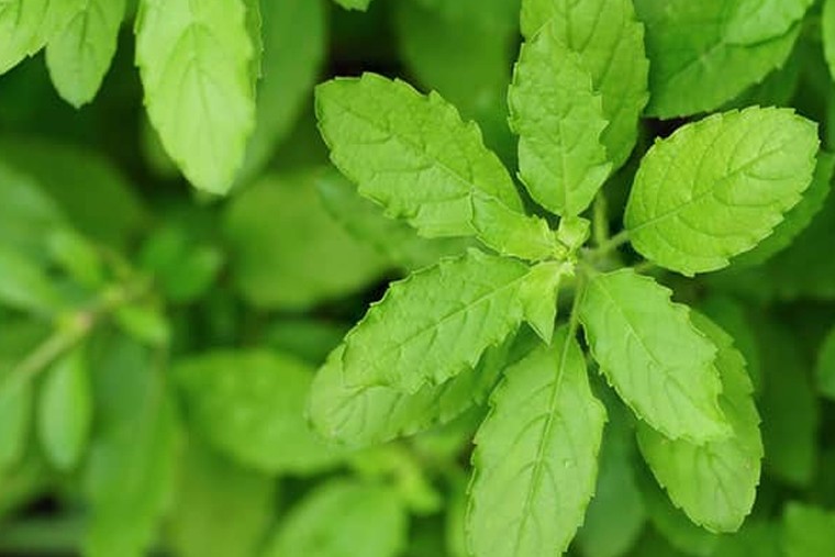  తులసి ఆకులతో ఎన్నో ఆరోగ్య లాభాలు 

