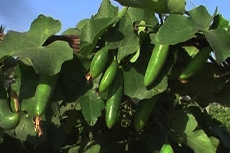 దొండకాయతో ఎన్నో ఆరోగ్య ప్రయోజనాలు 

