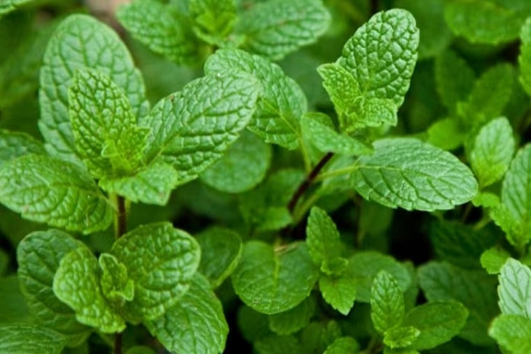 పుదీనాతో కలిగే ఆరోగ్య ప్రయోజనాలు 

