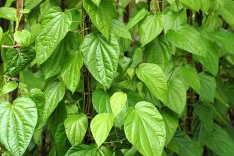 తమలపాకుతో ఎన్నో ఆరోగ్య ప్రయోజనాలు

