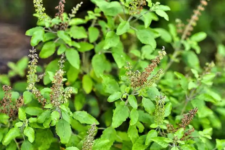 తులసి సాగుతో ఎన్నో ప్రయోజానాలు  

