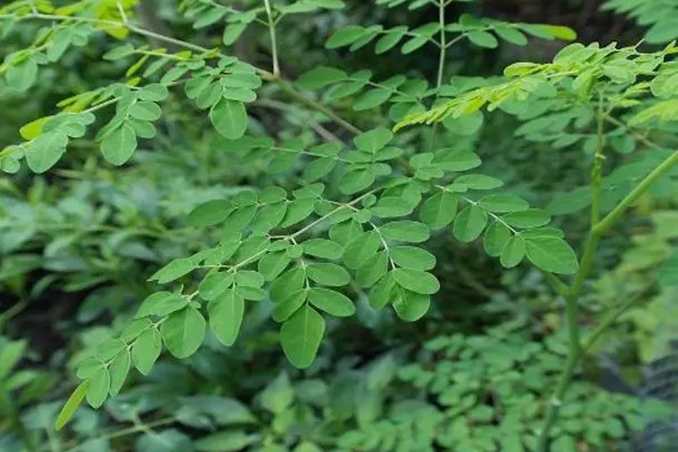  మునగతో ఎన్నో ఆరోగ్య ప్రయోజనాలు 

