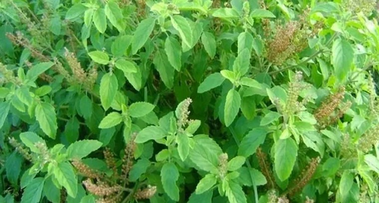 పూజతో పాటు ఆరోగ్యానికి అద్భుత ఔషధం