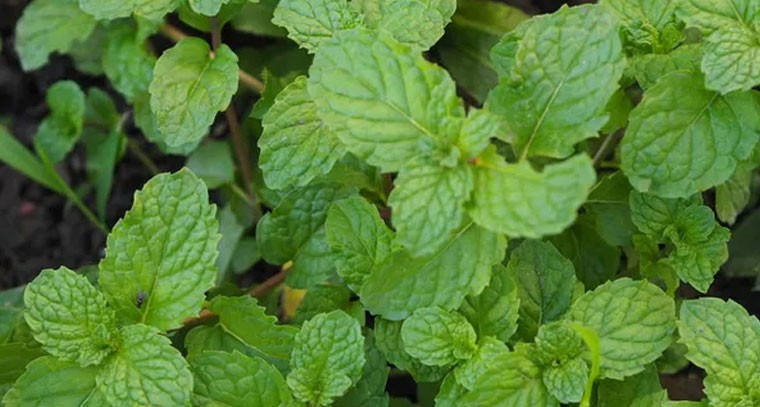 పుదీనాతో ఆరోగ్యం, చల్లదనం మీ సొంతం