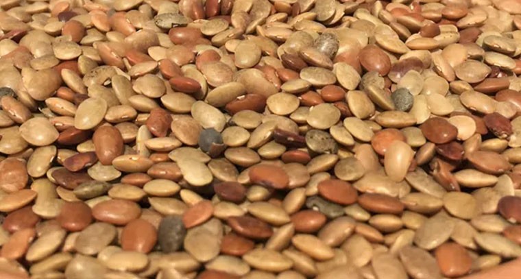 ఉలవలతో షుగర్ సమస్యకు చెక్: నిపుణులు