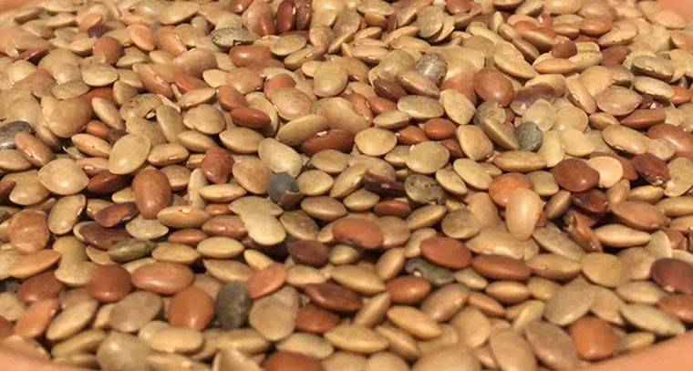 ఉలవలు తింటే షుగర్‌కు చెక్: నిపుణులు