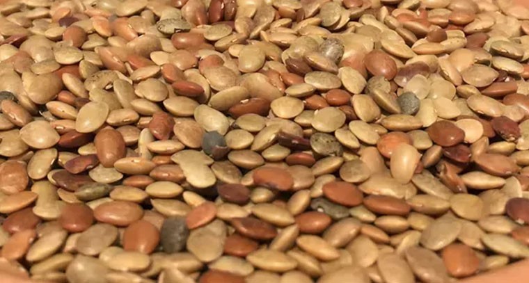 ఉలవలతో అధిక బరువుకు చెక్: నిపుణులు