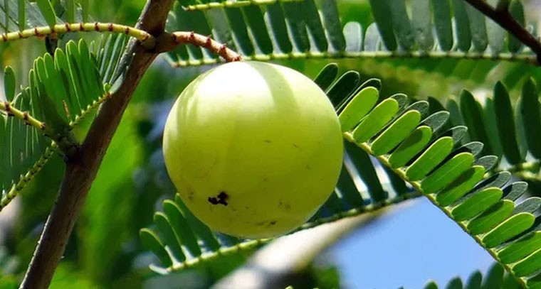 రాత్రి ఉసిరికాయ తింటే నిద్రలేమి, కడుపు సమస్యలు: నిపుణులు