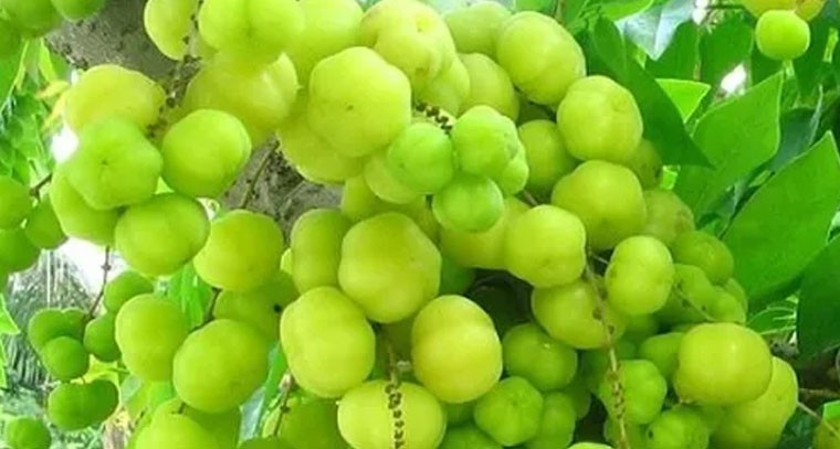 నేల ఉసిరితో నరాల సమస్యలకు చెక్