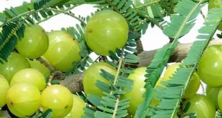  ఖాళీ కడుపుతో ఉసిరి ఆకులను నమలడం వల్ల...