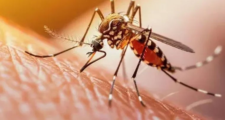 వంటగదిలో దొరికే రెండే రెండింటితో దోమలకు చెక్ పెట్టొచ్చు!