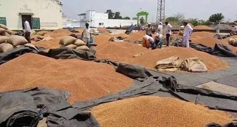 నేటి నుంచి రైతు సేవా కేంద్రాల్లో రాష్ట్రవ్యాప్తంగా శనగలను కొనుగోలు