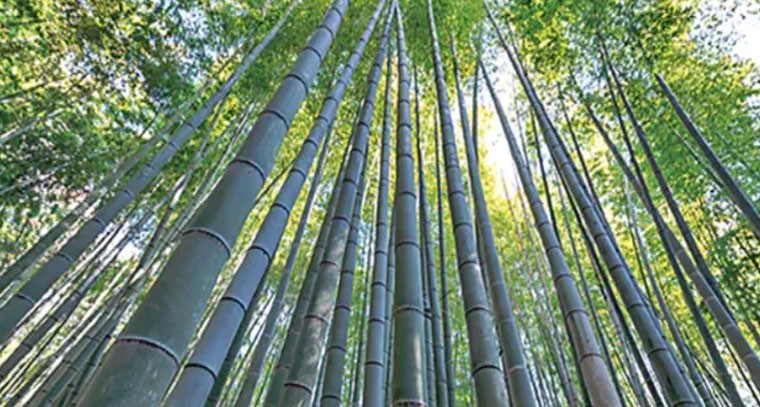 వెదురు సాగుతో అదనపు ఆదాయం