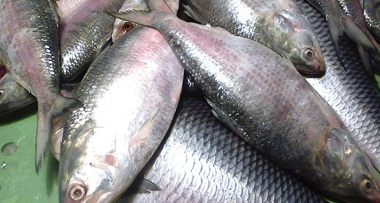  చేప నూనె తీసుకోవడం వల్ల కలిగే ప్రయోజనాలు