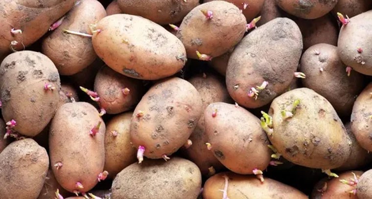 మొలకెత్తిన బంగాళాదుంపలు తింటే ప్రమాదమా?