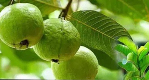 ప్రతీ ఒక్కరికి  చిన్నప్పటి ఇష్టమైన చిరుబండారాలు...!
