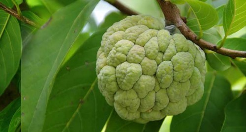 సీతాఫలం తినడం వలన కలిగే ప్రయోజనాలు
