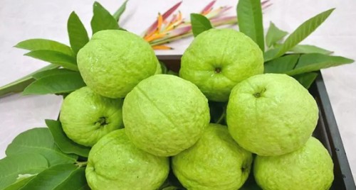 జామ, ఆకులతో అనేక సమస్యలు దూరం..ప్రయోజనాలివే
