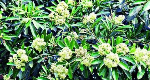 ఆ చెట్ల కింద నిలబడితే ఆస్పత్రికే!
