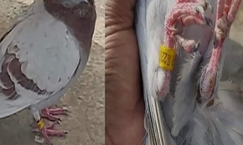 పావురం తెచ్చిన కరోనా .. ! నిజమేనా...?