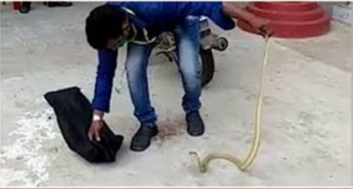 క్వారంటైన్ సెంటర్ లోకి దూరిన నాగుపాము..

