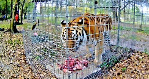 చెరువులో ఈతకు వెళ్లి ముగ్గురు మృతి