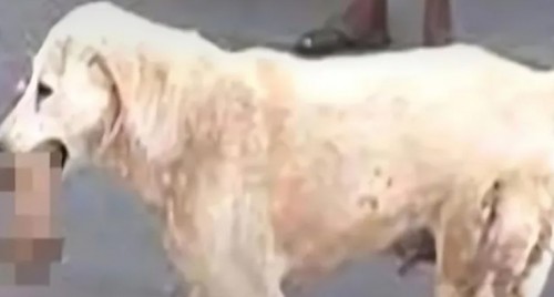 చినజీయర్ స్వామిజీ వారిని కలిసిన ఎమ్మెల్యే వల్లభనేని వంశీ