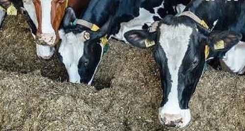 విజయవాడలో 12న ఇసుక మార్చ్‌: రామకృష్ణ