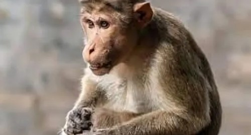 వైభవంగా సద్యో‘ముక్తి’ ఉత్సవం...