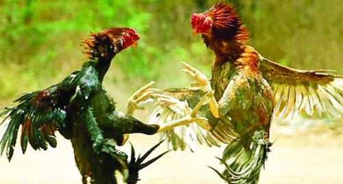 పలు గ్రామాల్లో కోడి పందేలు