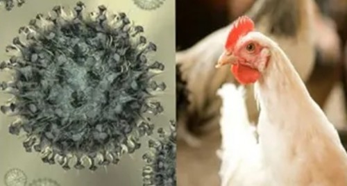 గౌతమ్ రెడ్డి మృతి వైసీపీకి తీరని లోటు: మంత్రి వెలంపల్లి