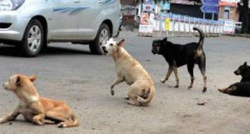 దారుణం.. పసిగుడ్డును పీక్కుతున్న కుక్కలు


