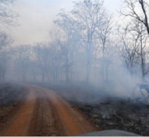 బందీపూర్ అభయారణ్యంలో కార్చిచ్చు