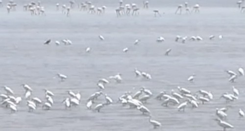 జనవరి 3 నుంచి ఫ్లెమింగో ఫెస్టివల్‌