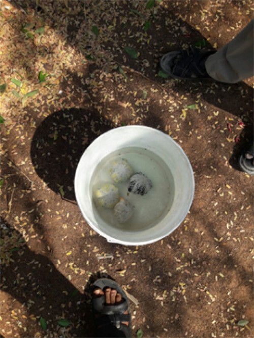 వైసీపీ నాయకుడి ఇంట్లో నాటు బాంబులు లభ్యం